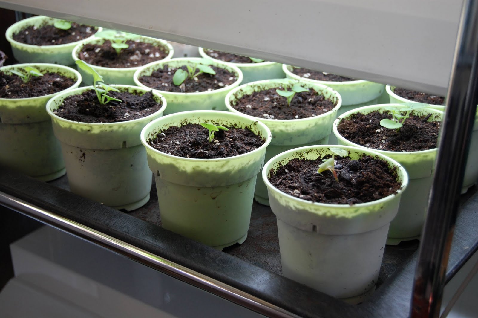 Cornstarch-and-water-to-protect-your-seedlings