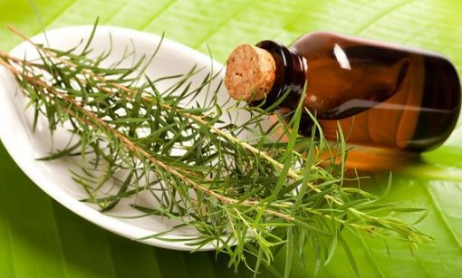 Essential-oils-for-warts-Tea-Tree-oil