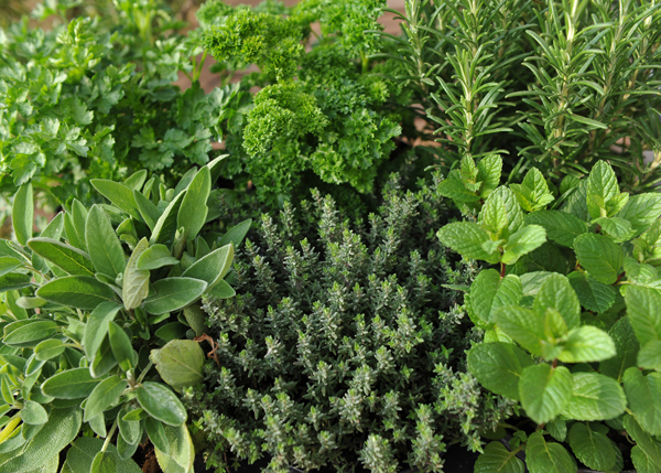 Mixed-herbs-as-thyme-substitute