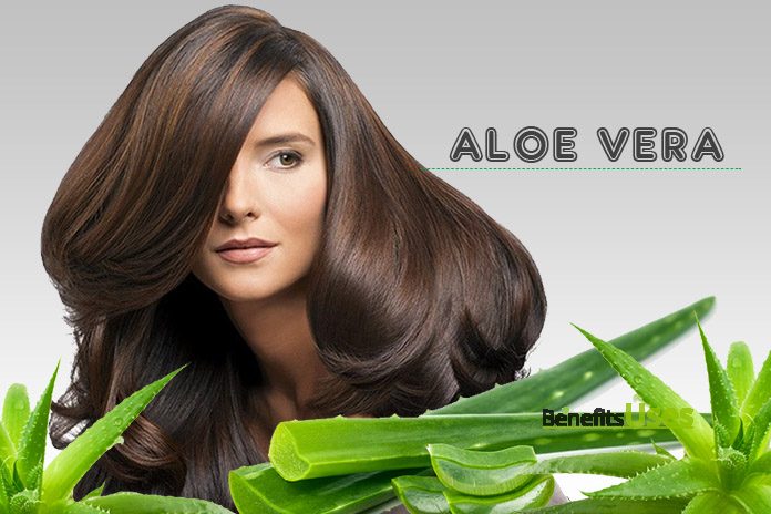 aloe-vera-for-hairfall