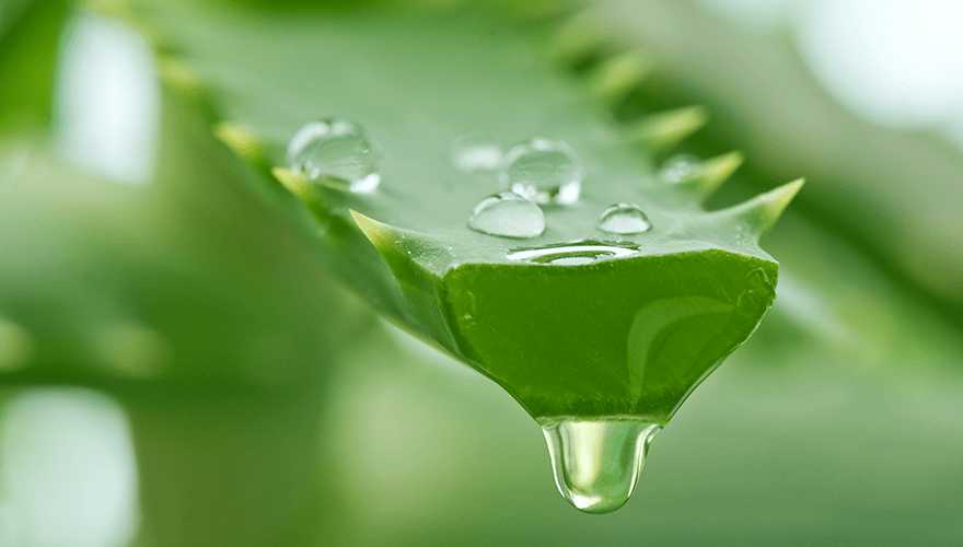 Benefits-of-Aloe-Vera-for-Skin-Hair-and-Health
