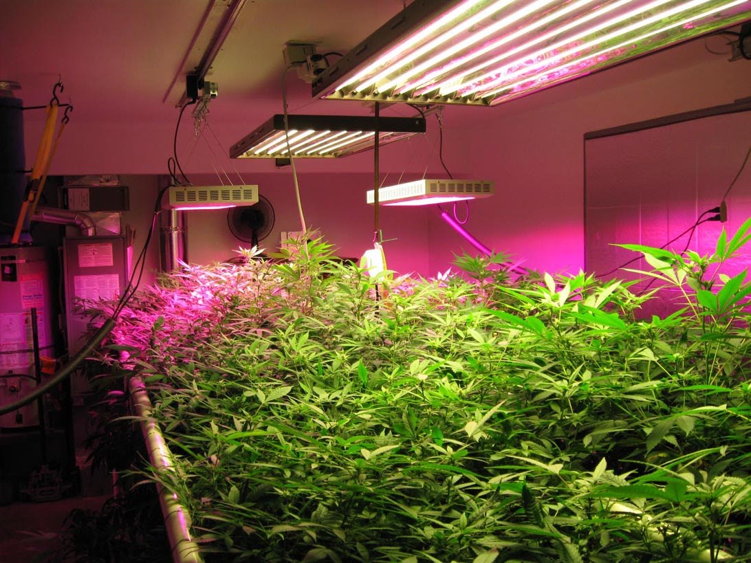 Full Spectrum Led Grow Lights For Indoors Benefits And Uses Full Spectrum Led Grow Lights For Indoors Benefits And Uses